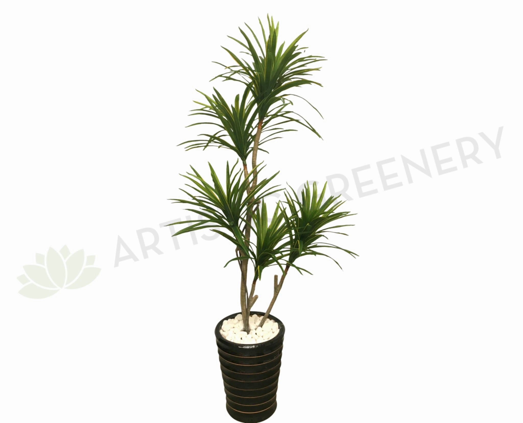 T0121 Variegated Madagascar Dragon Tree 180cm sun perennial  