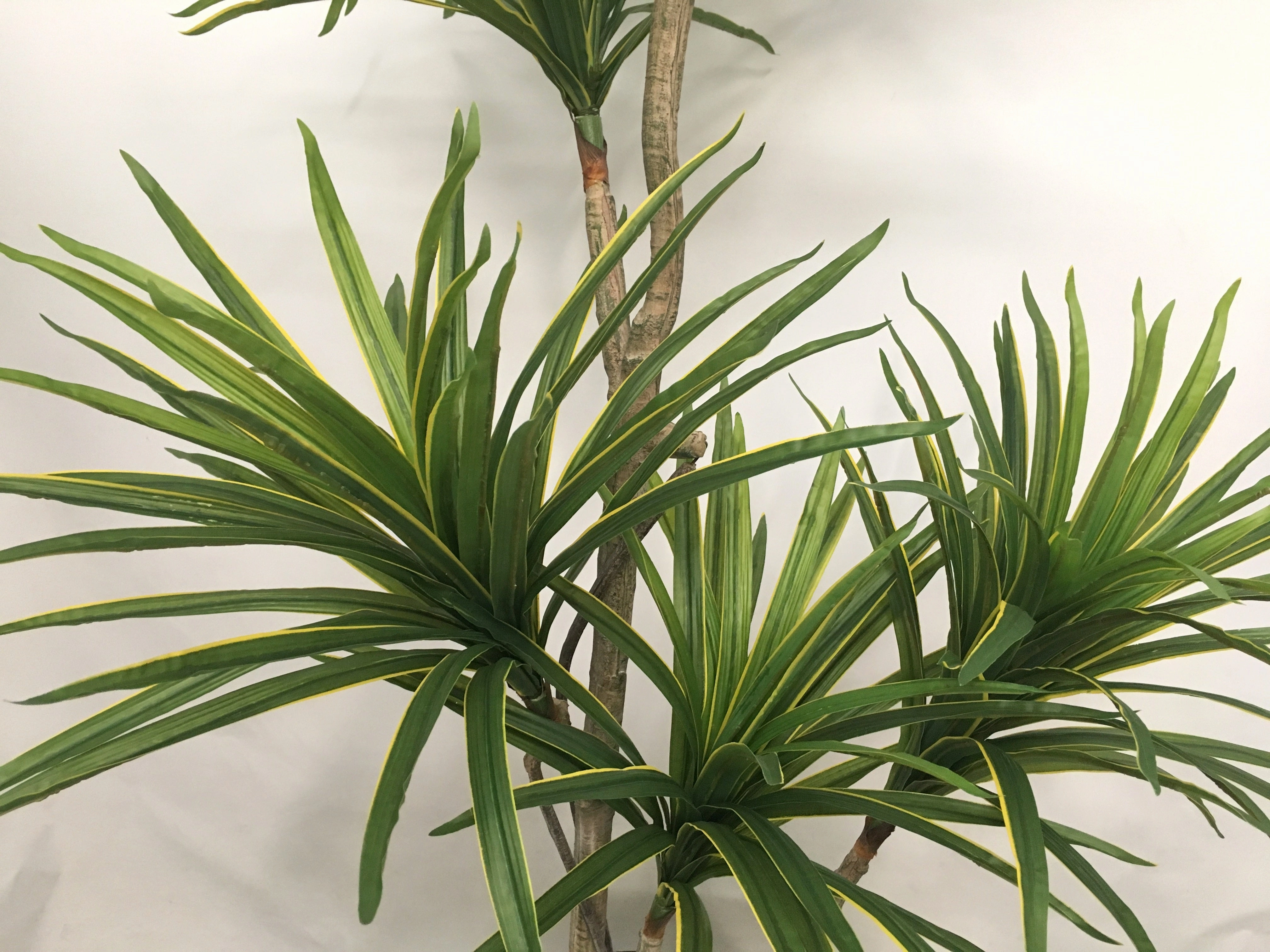 T0121 Variegated Madagascar Dragon Tree 180cm