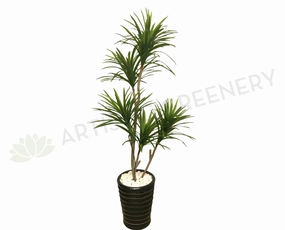 T0121 Variegated Madagascar Dragon Tree 180cm sun perennial  