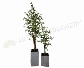 T0124 Bamboo Tree 3 Sizes 190cm / 150cm / 120cm sun perennial  