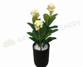 T0125 Frangipani Plant (White & Yellow Flowers) 95cm indoor plant stand  