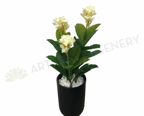 T0125 Frangipani Plant (White & Yellow Flowers) 95cm indoor houseplants  