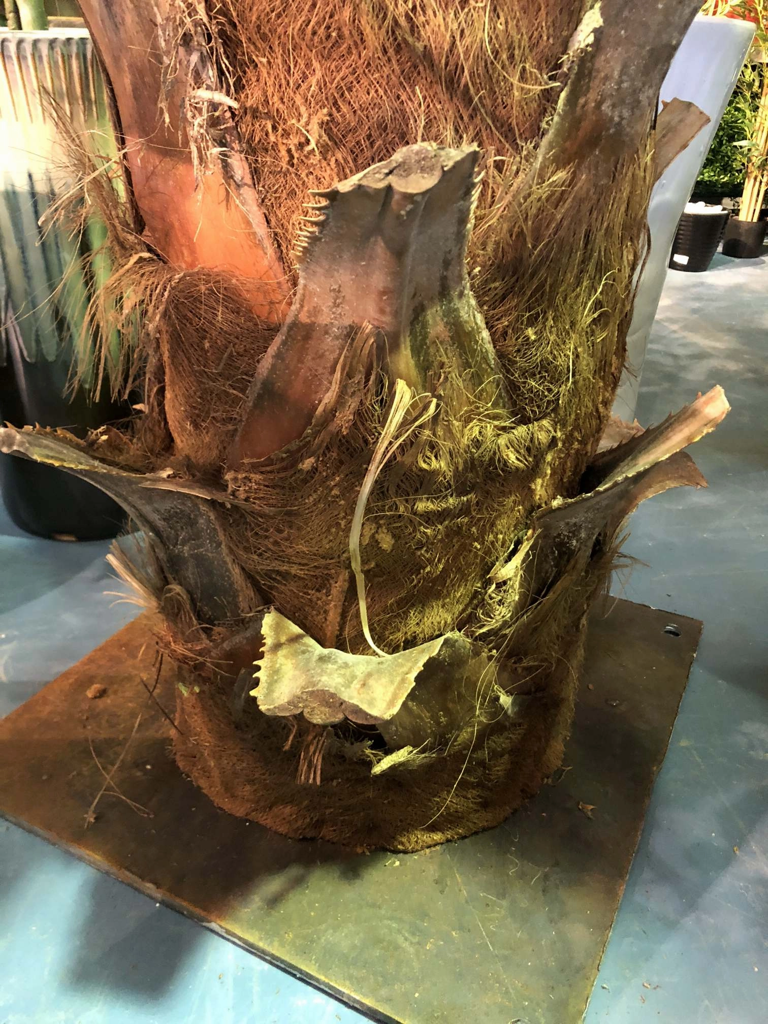 T0127 Premium Phoenix Palm 280cm Real Trunk