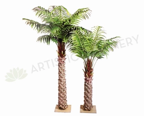 T0127 Premium Phoenix Palm 280cm Real Trunk sun perennial  