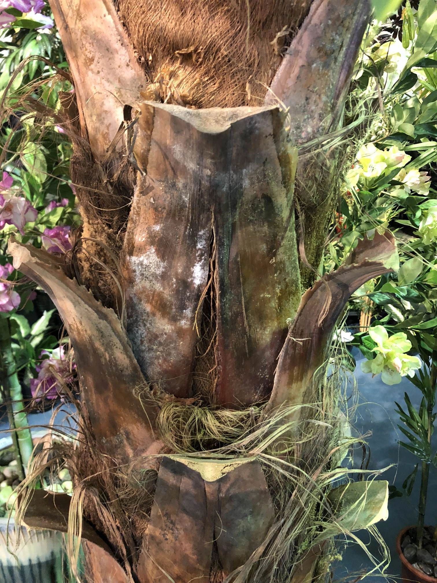T0127 Premium Phoenix Palm 280cm Real Trunk