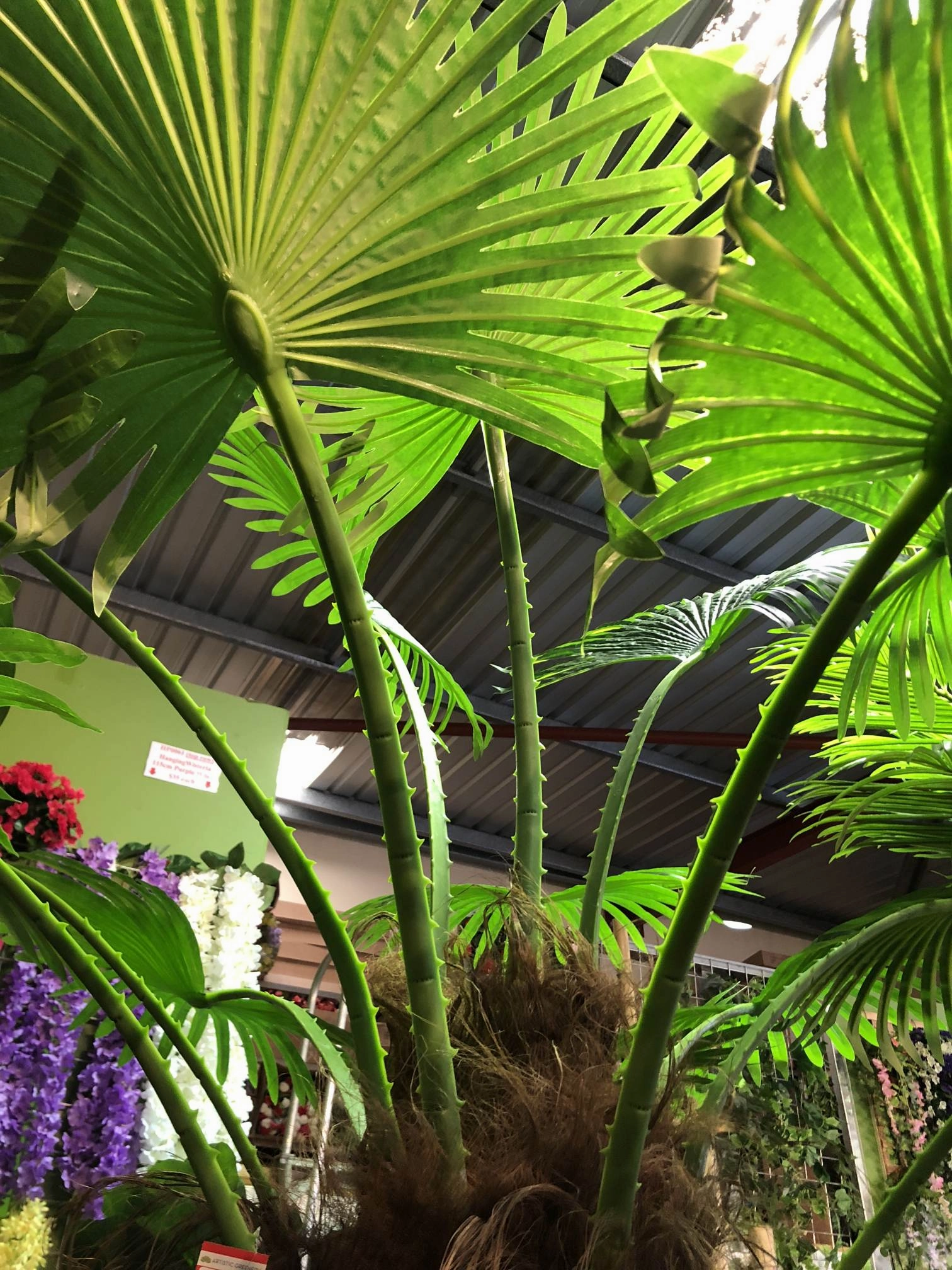 T0128 Fan Palm (Chamaerops) 280cm