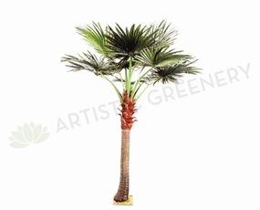 T0128 Fan Palm (Chamaerops) 280cm sun perennial  