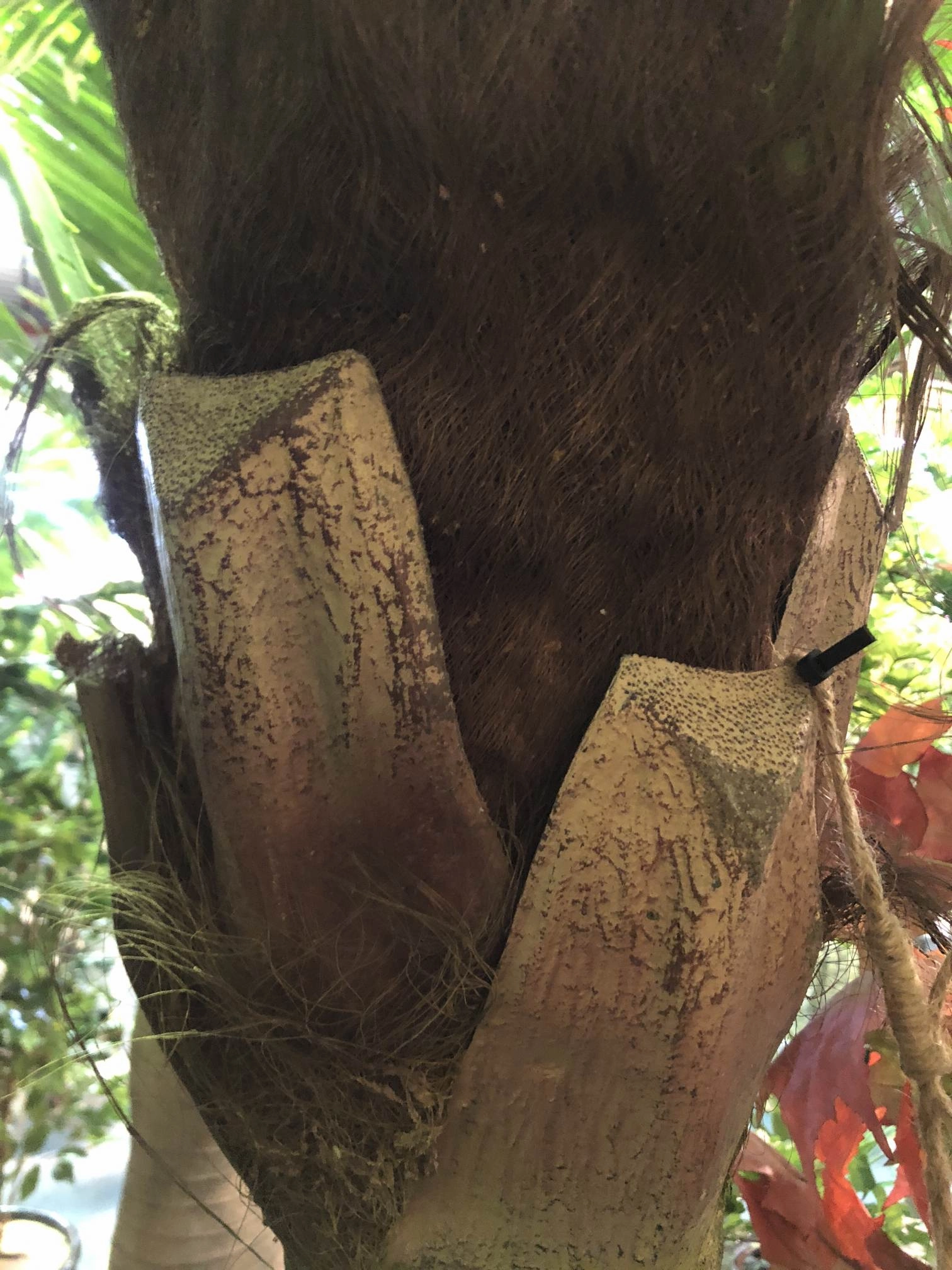 T0128 Fan Palm (Chamaerops) 280cm