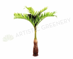 T0129 Phoenix Palm 280cm with Coconut sun perennial  