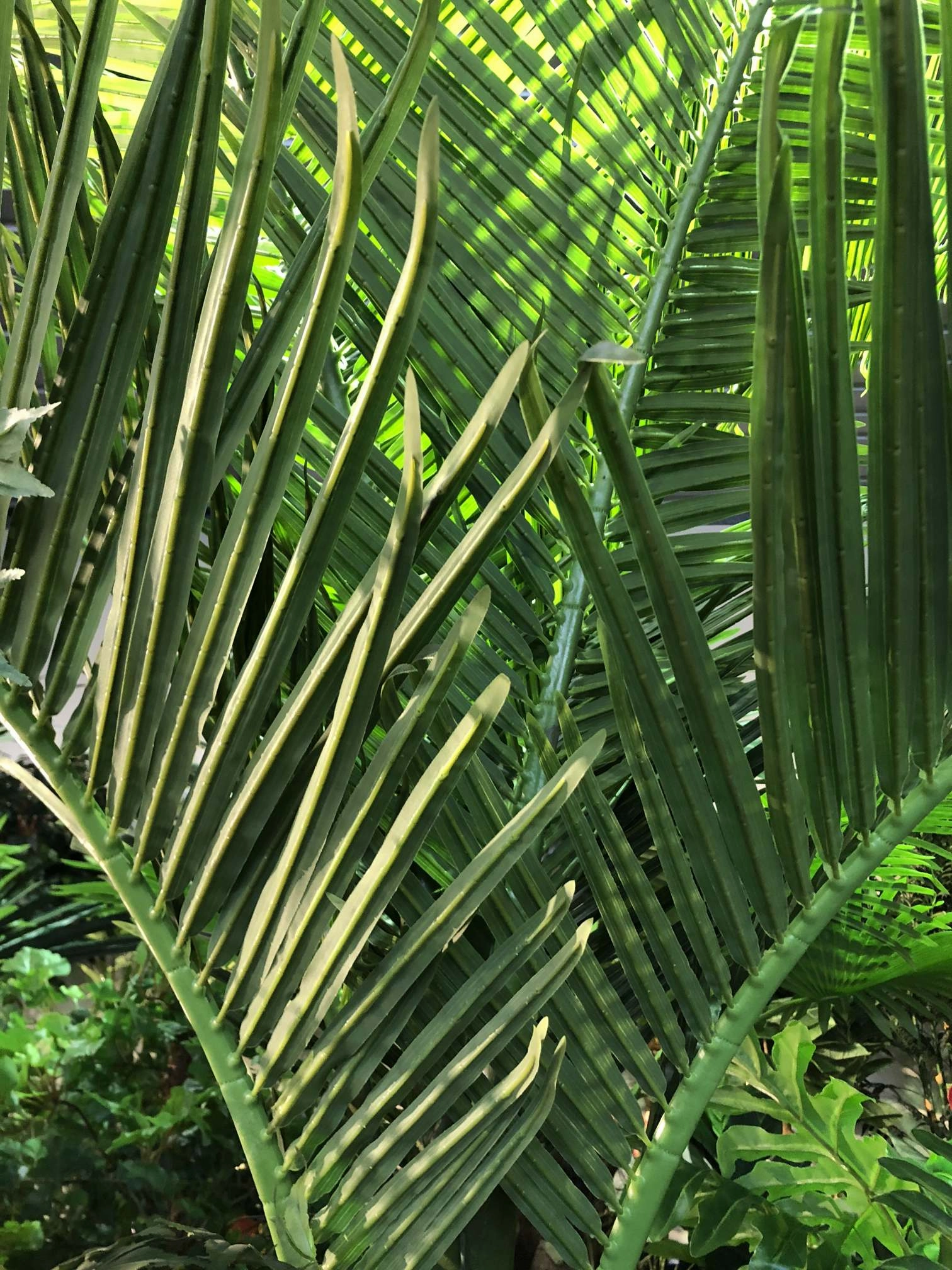 T0129 Phoenix Palm 280cm with Coconut