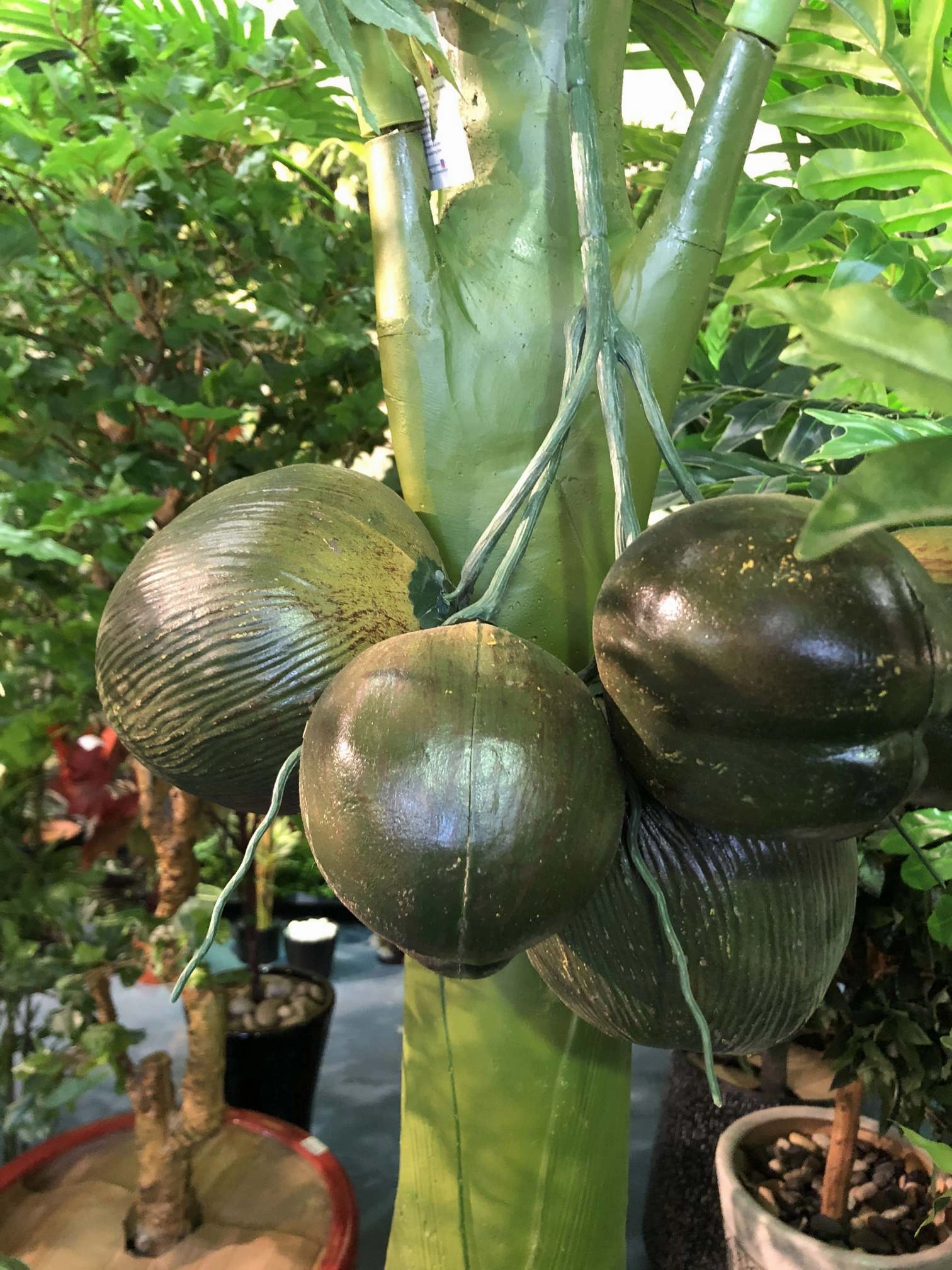 T0129 Phoenix Palm 280cm with Coconut