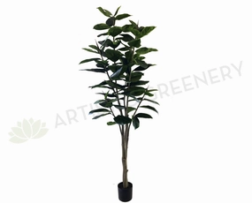 T0130 Rubber Tree / Ficus Elastica Ruby 170cm sun perennial  
