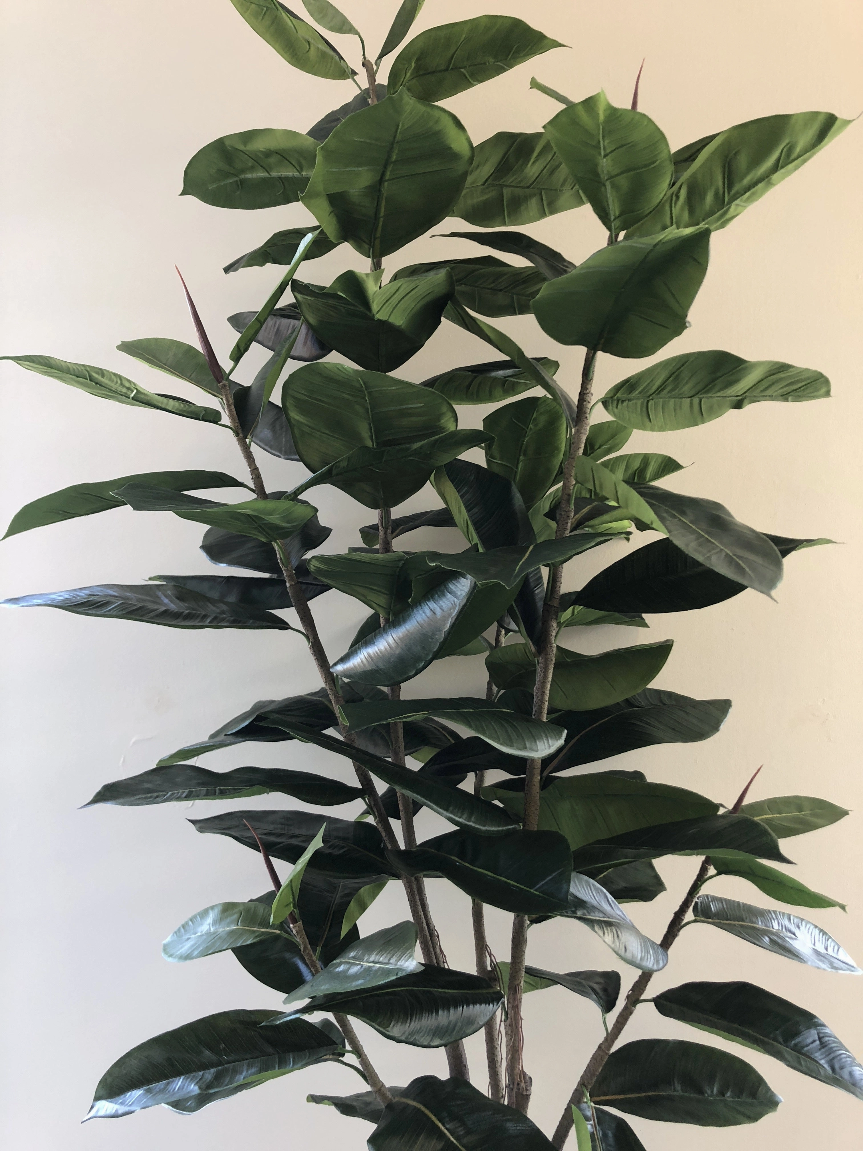 T0130 Rubber Tree / Ficus Elastica Ruby 170cm