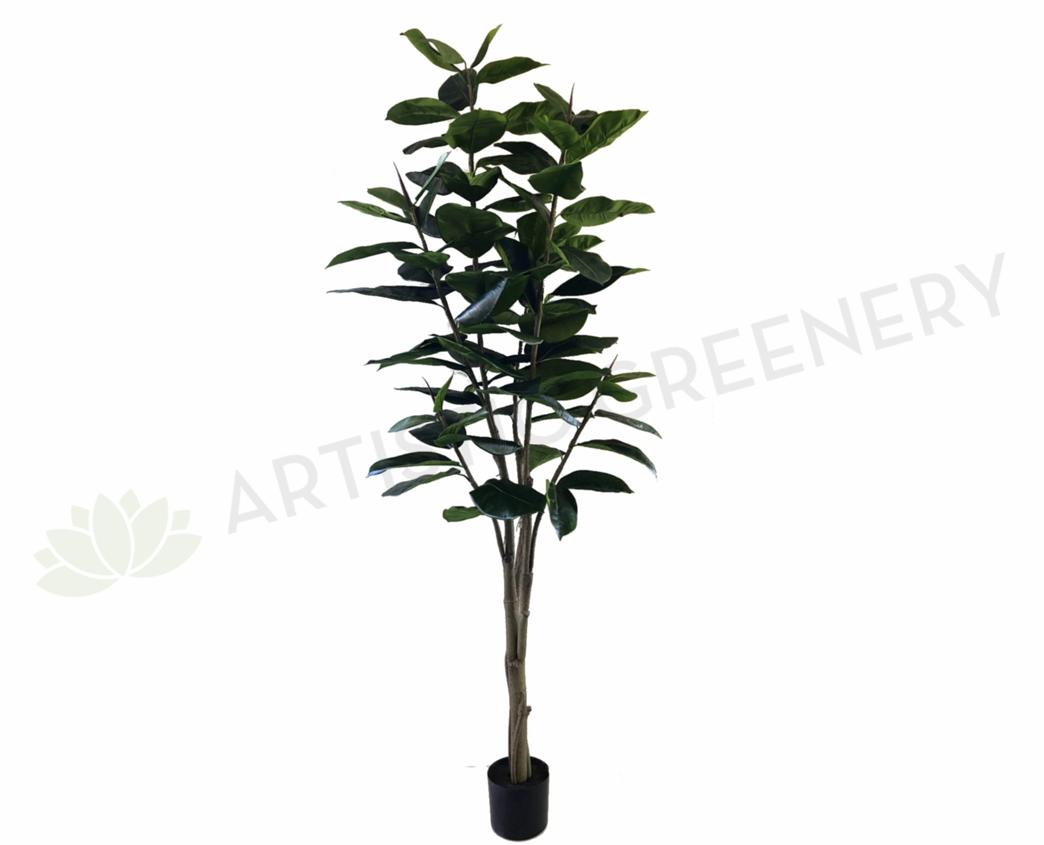 T0130 Rubber Tree / Ficus Elastica Ruby 170cm sun perennial  