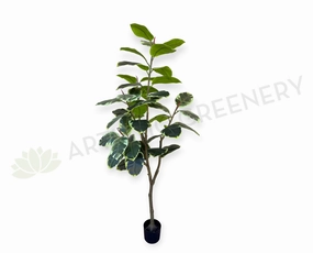 T0130V Variegated Rubber Tree / Ficus Elastica Ruby 170cm sun perennial  