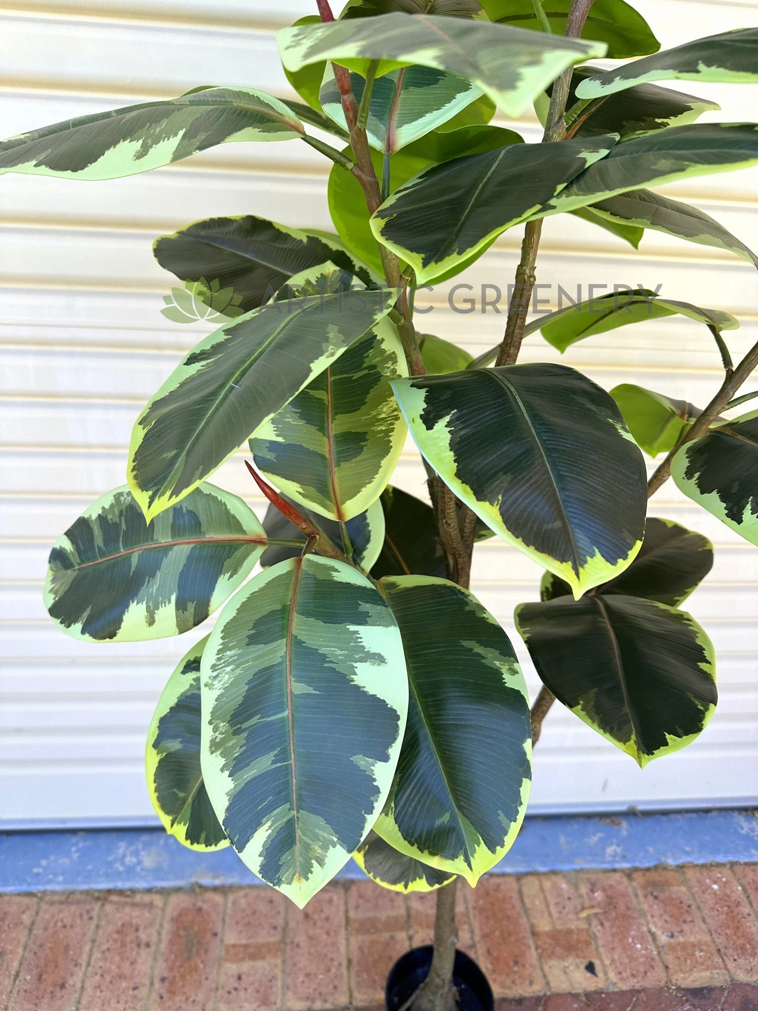 T0130V Variegated Rubber Tree / Ficus Elastica Ruby 170cm