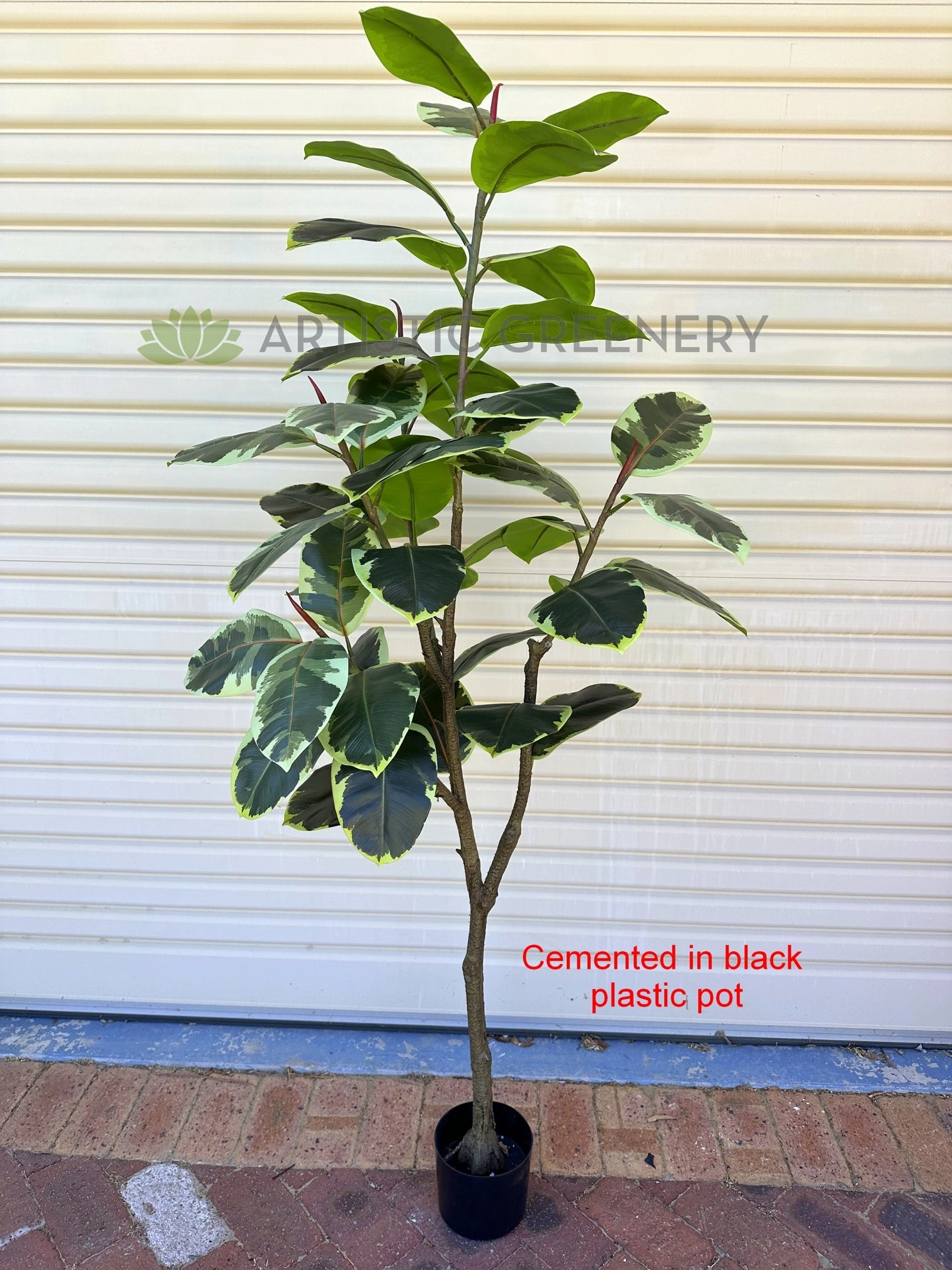 T0130V Variegated Rubber Tree / Ficus Elastica Ruby 170cm