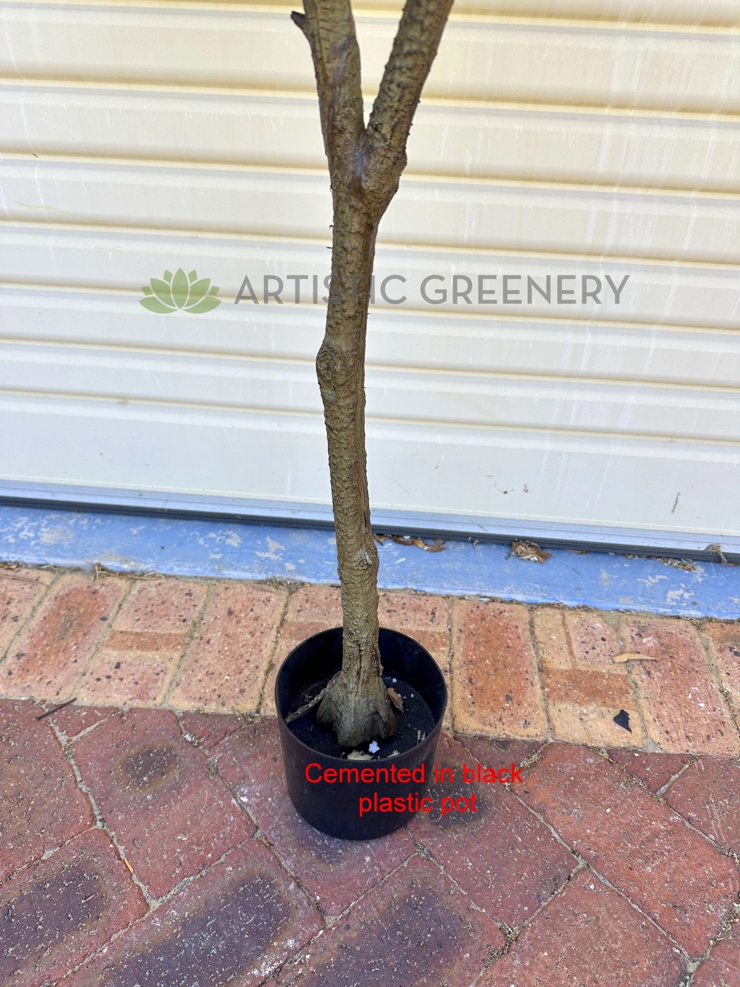 T0130V Variegated Rubber Tree / Ficus Elastica Ruby 170cm