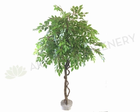 T0135 Weeping Ficus 145cm Real Tree Trunk (SPECIAL) sun perennial  