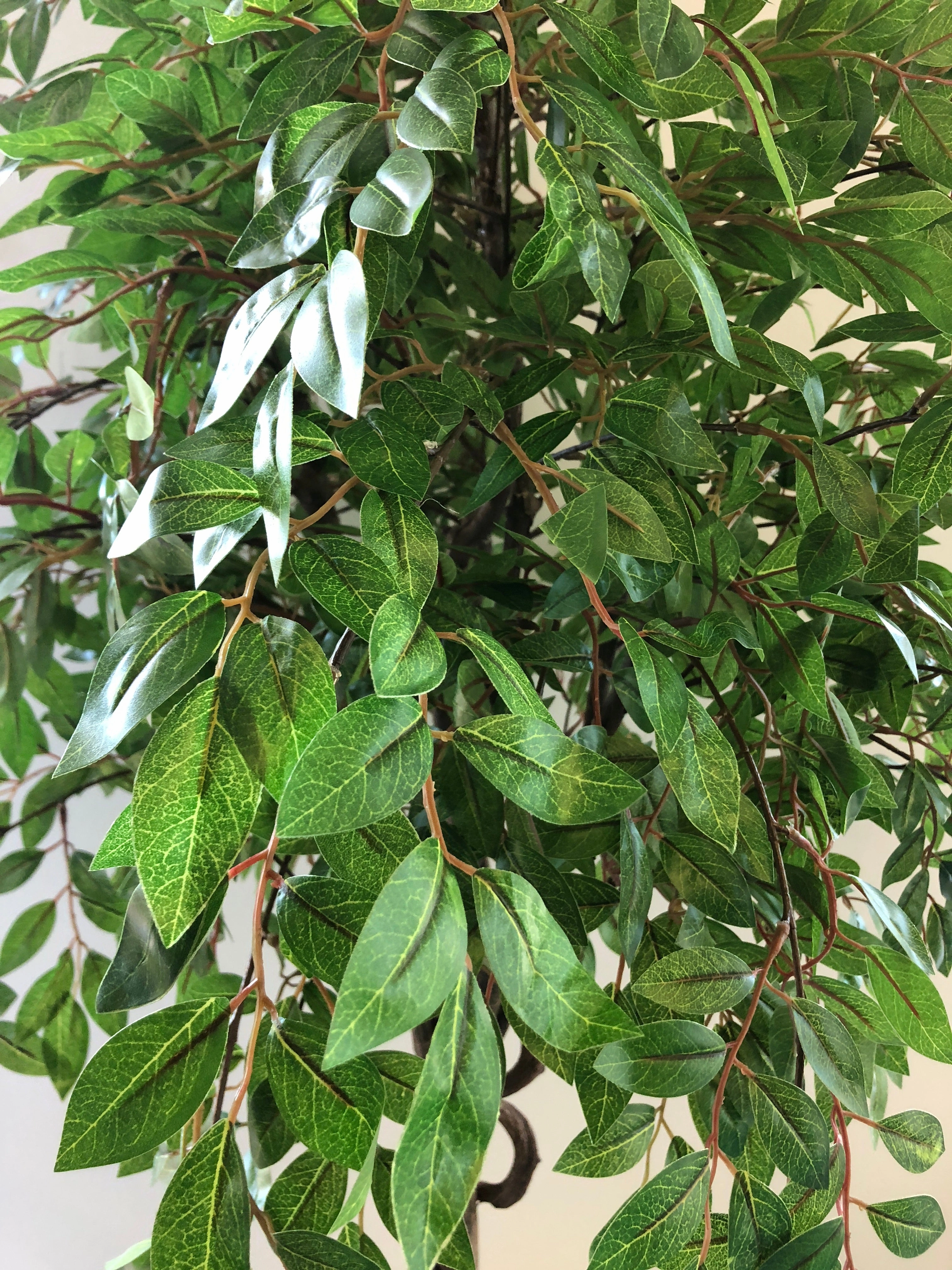 T0135 Weeping Ficus 145cm Real Tree Trunk (SPECIAL)