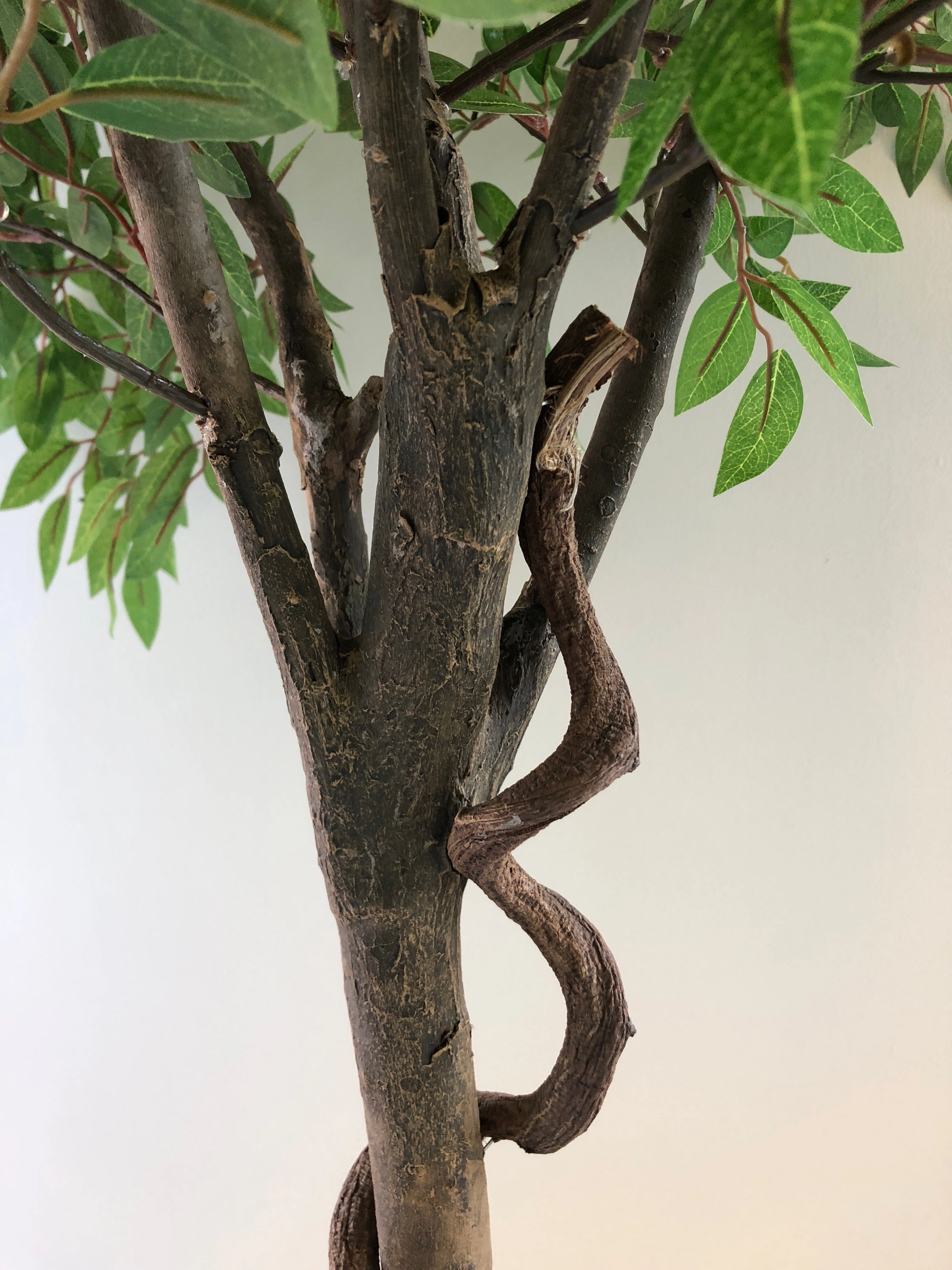T0135 Weeping Ficus 145cm Real Tree Trunk (SPECIAL)