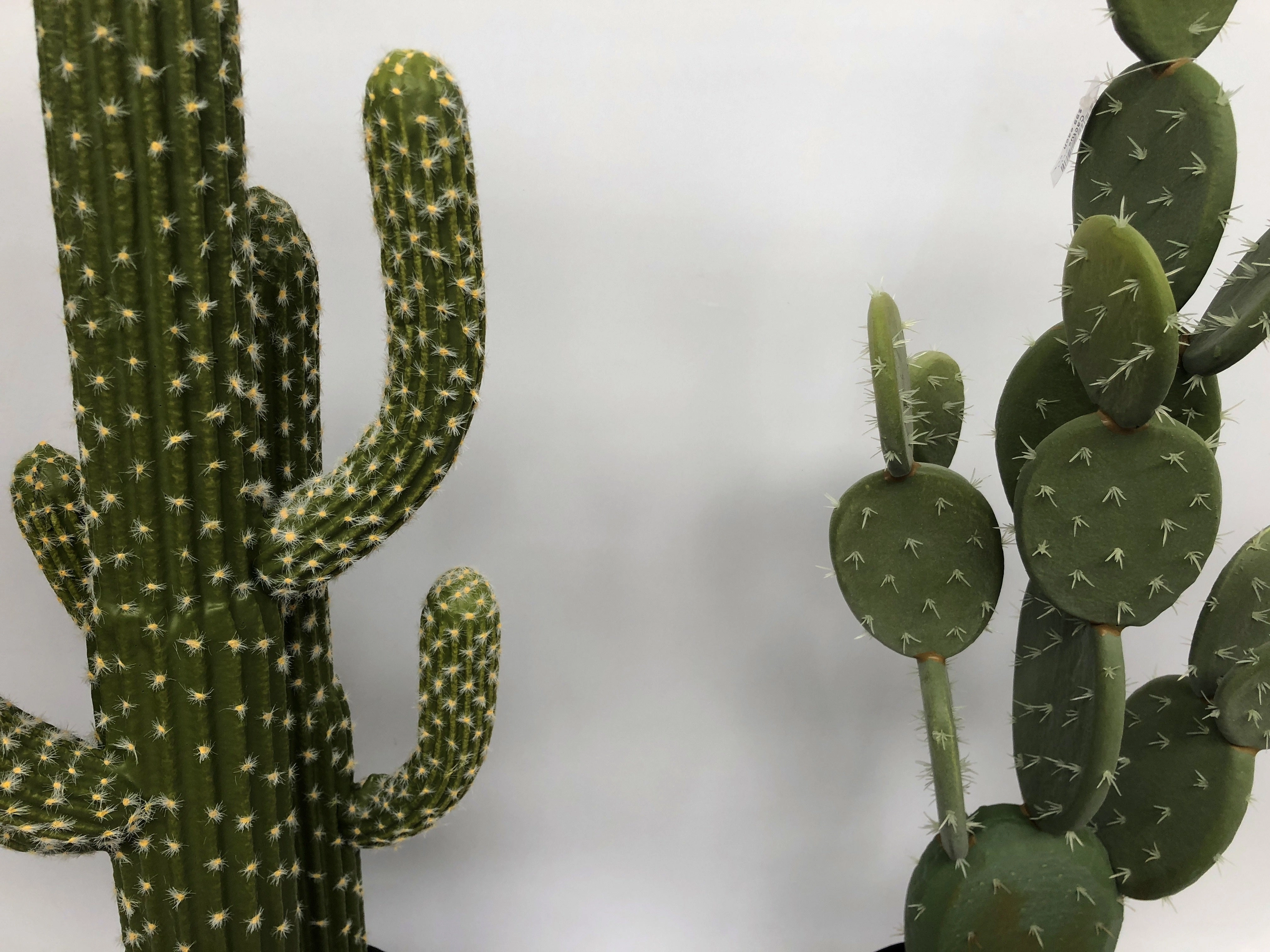 T0138 Finger Cactus & Pear Cactus in Pot 4 Styles