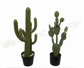 T0138 Finger Cactus & Pear Cactus in Pot 4 Styles indoor plant stand  