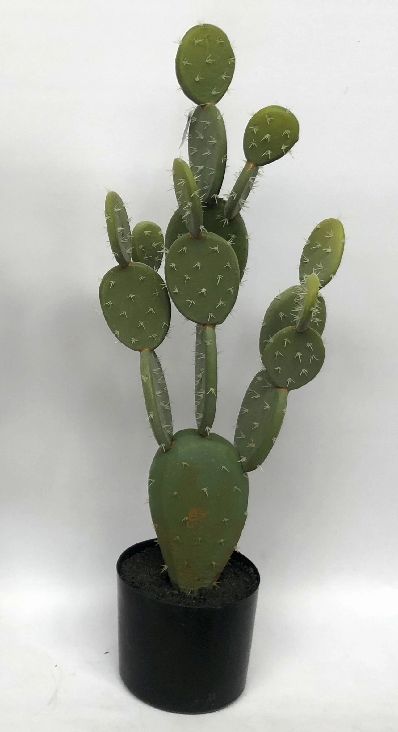 T0138 Finger Cactus & Pear Cactus in Pot 4 Styles