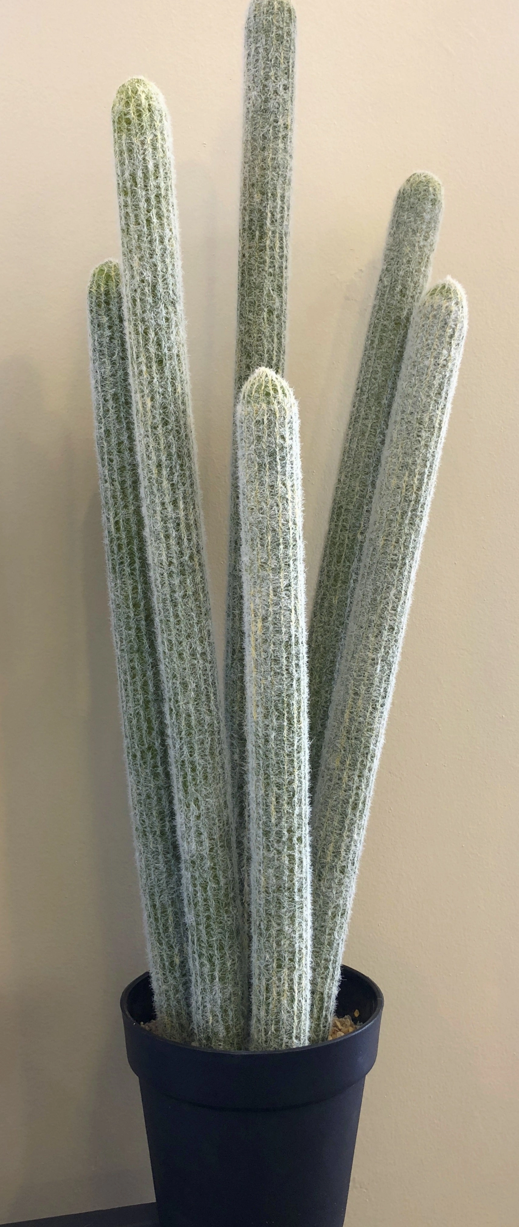 T0138 Finger Cactus & Pear Cactus in Pot 4 Styles