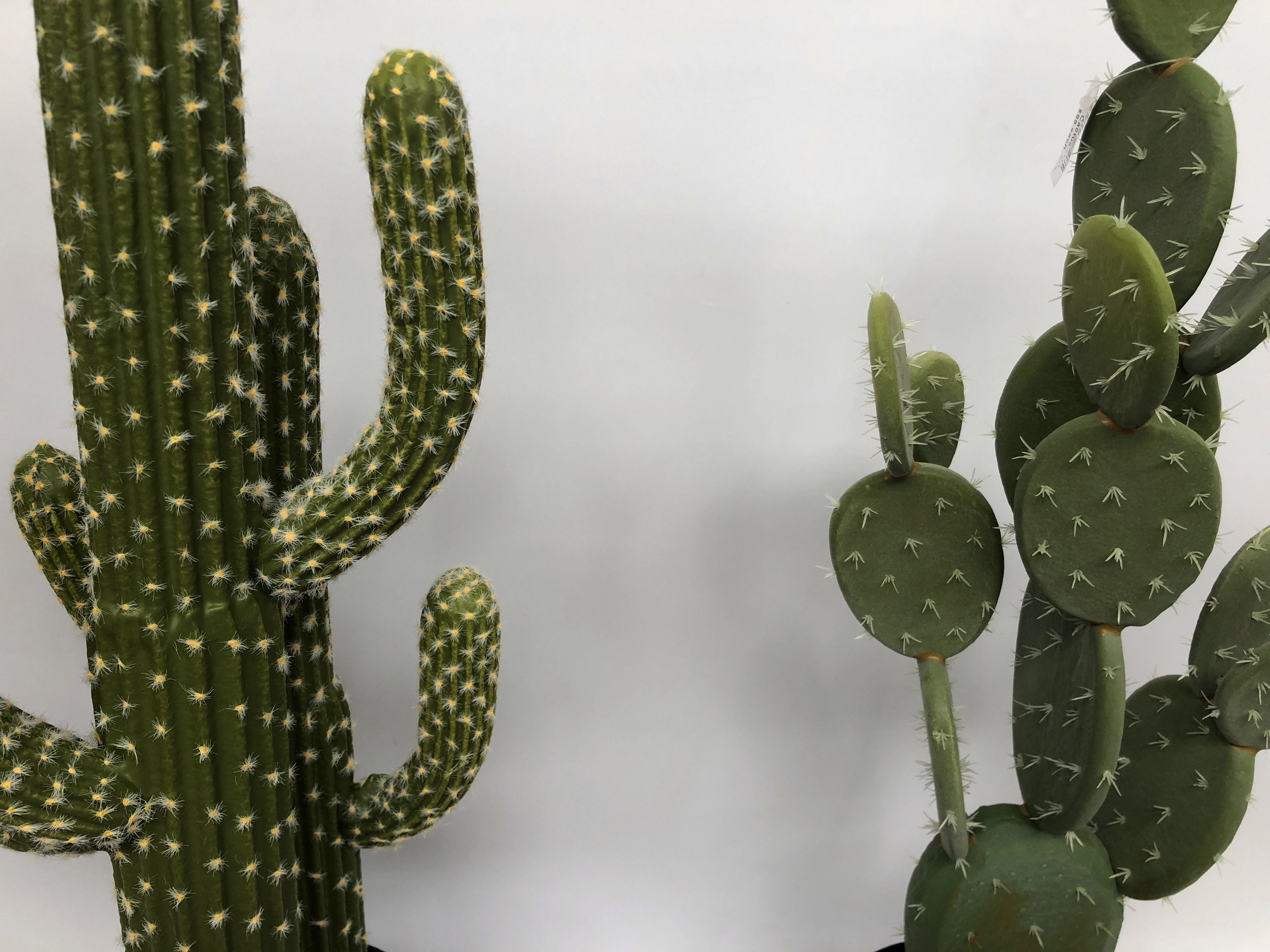 T0138 Finger Cactus & Pear Cactus in Pot 4 Styles