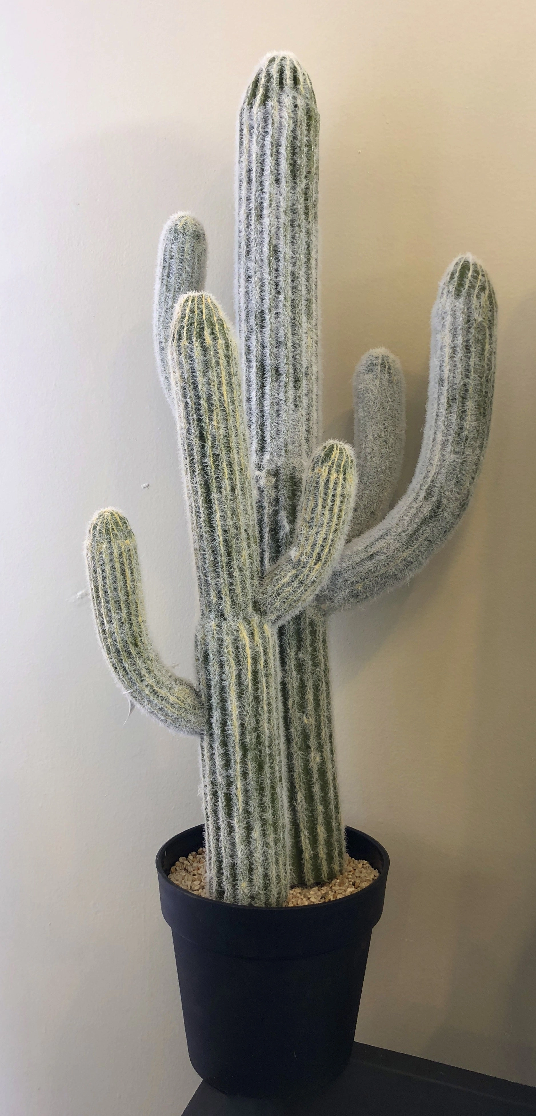 T0138 Finger Cactus & Pear Cactus in Pot 4 Styles