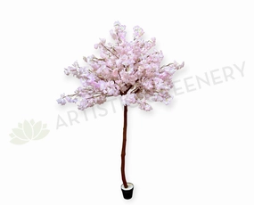 T0139-175 Blossom Tree 175cm Light Pink sun perennial  