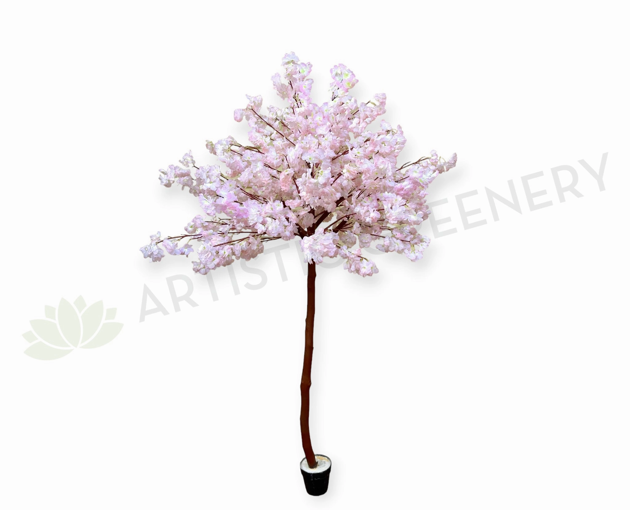 T0139-175 Blossom Tree 175cm Light Pink sun perennial  