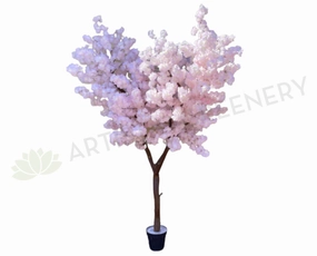 T0139HD Blossom Tree 240cm (High Density) Light Pink sun perennial  