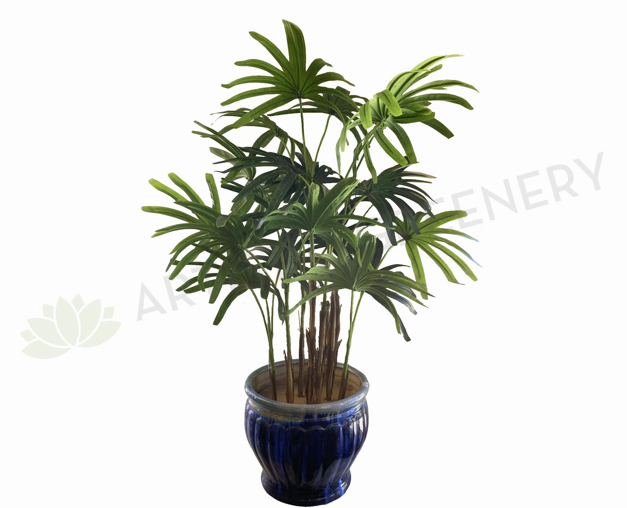 T0150 Lady Finger Palm 130cm sun perennial  