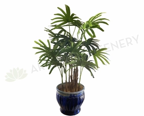 T0150 Lady Finger Palm 130cm sun perennial  