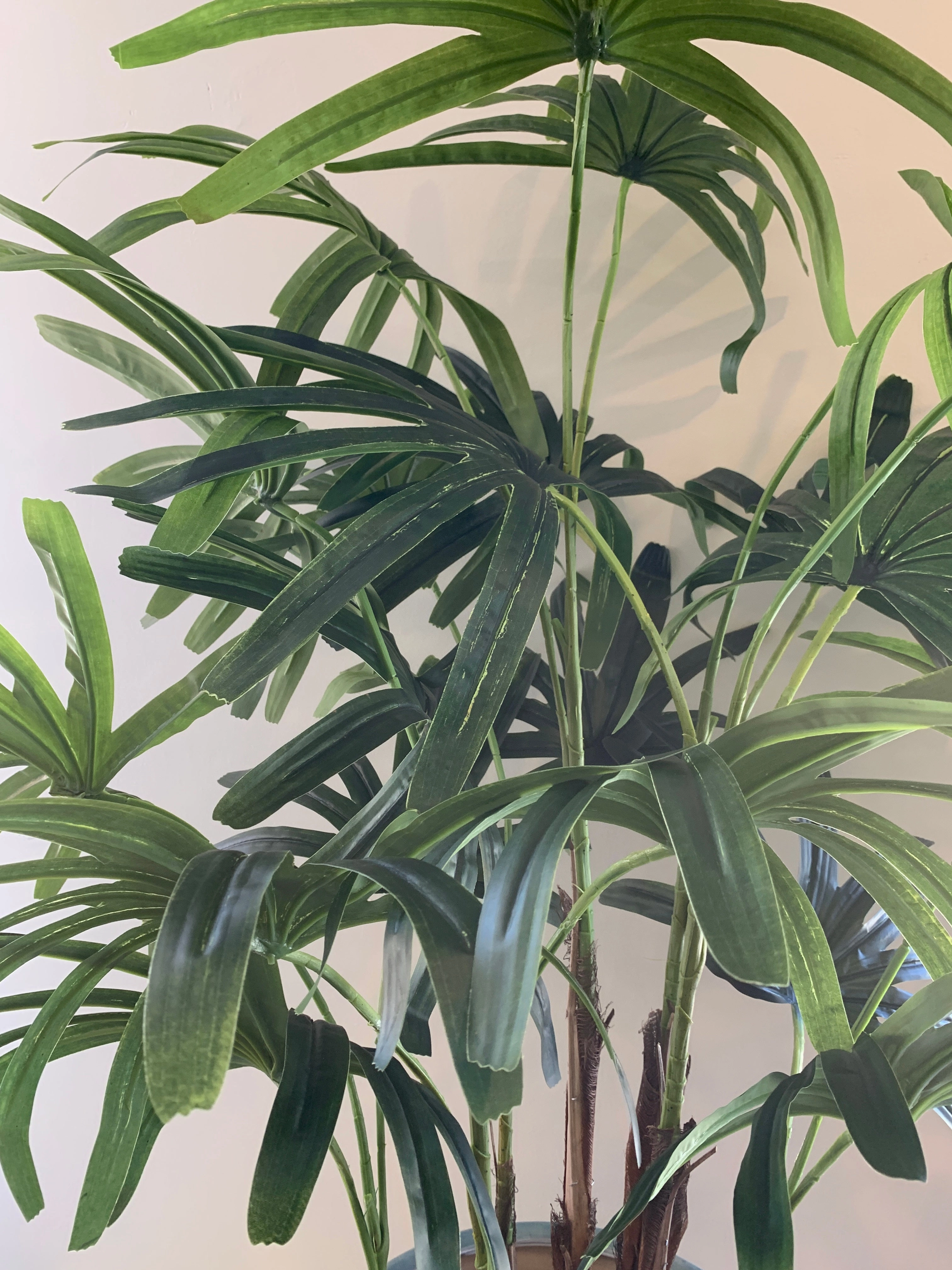 T0150 Lady Finger Palm 130cm