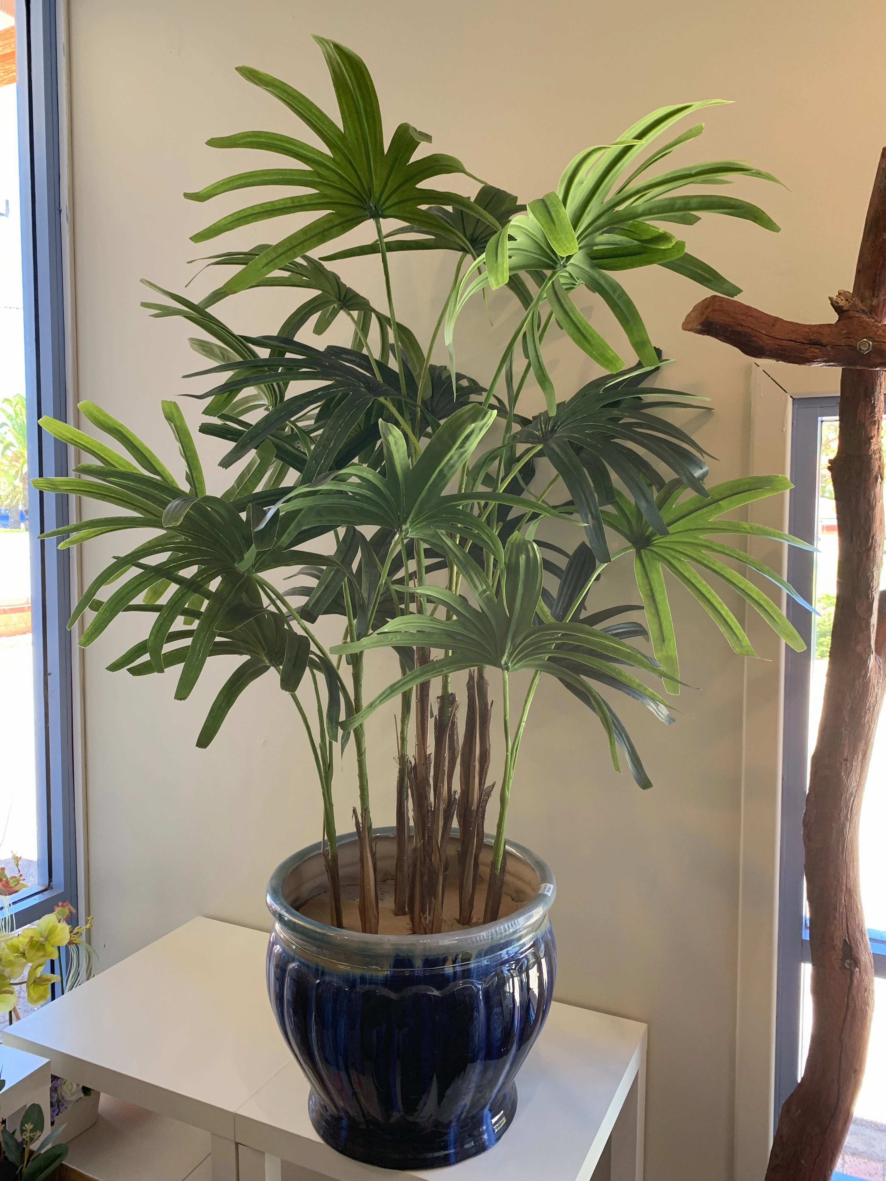 T0150 Lady Finger Palm 130cm