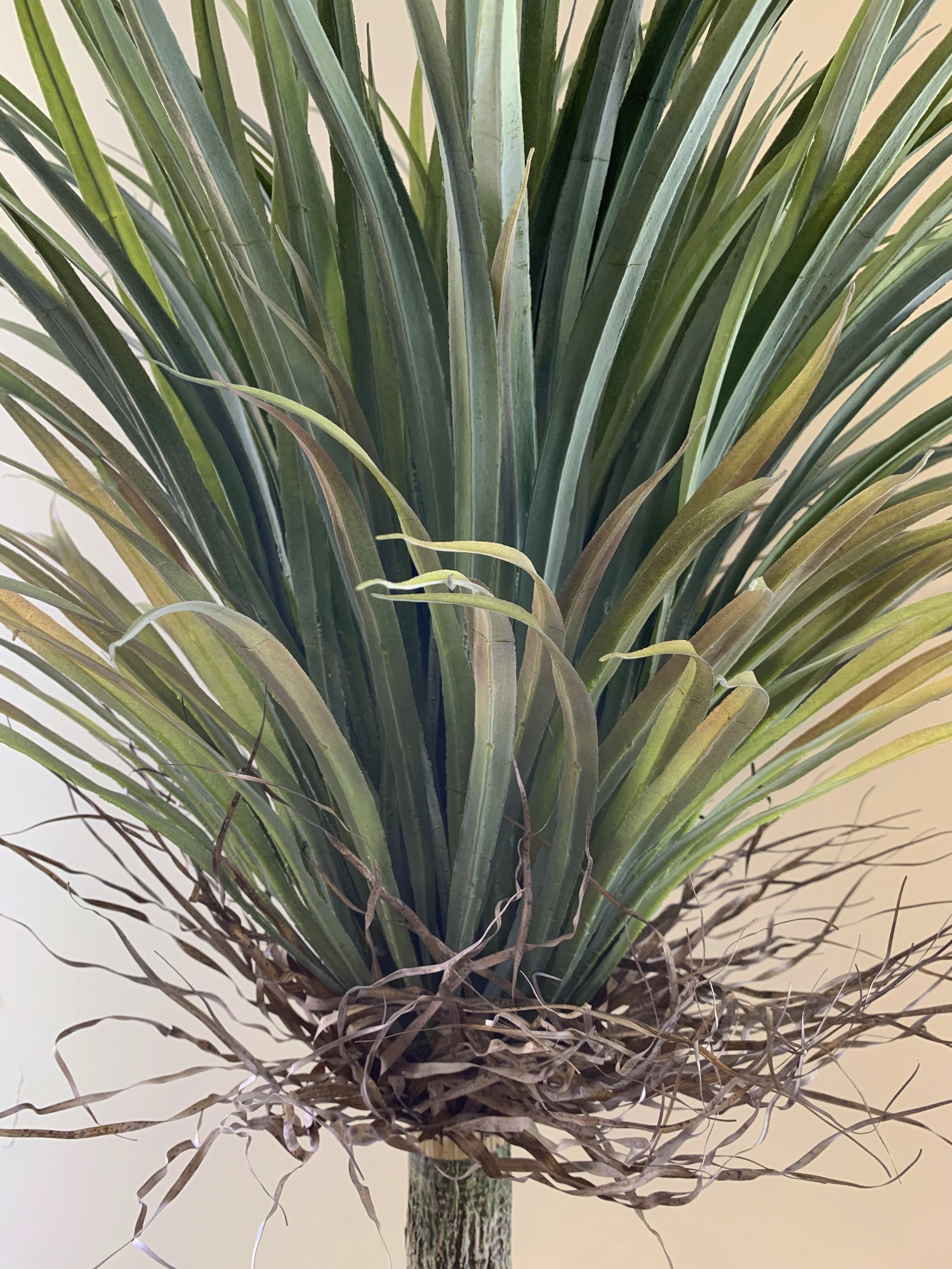 T0151 Dragon Palm / Ponytail Palm (Dracaena Draco) 150cm