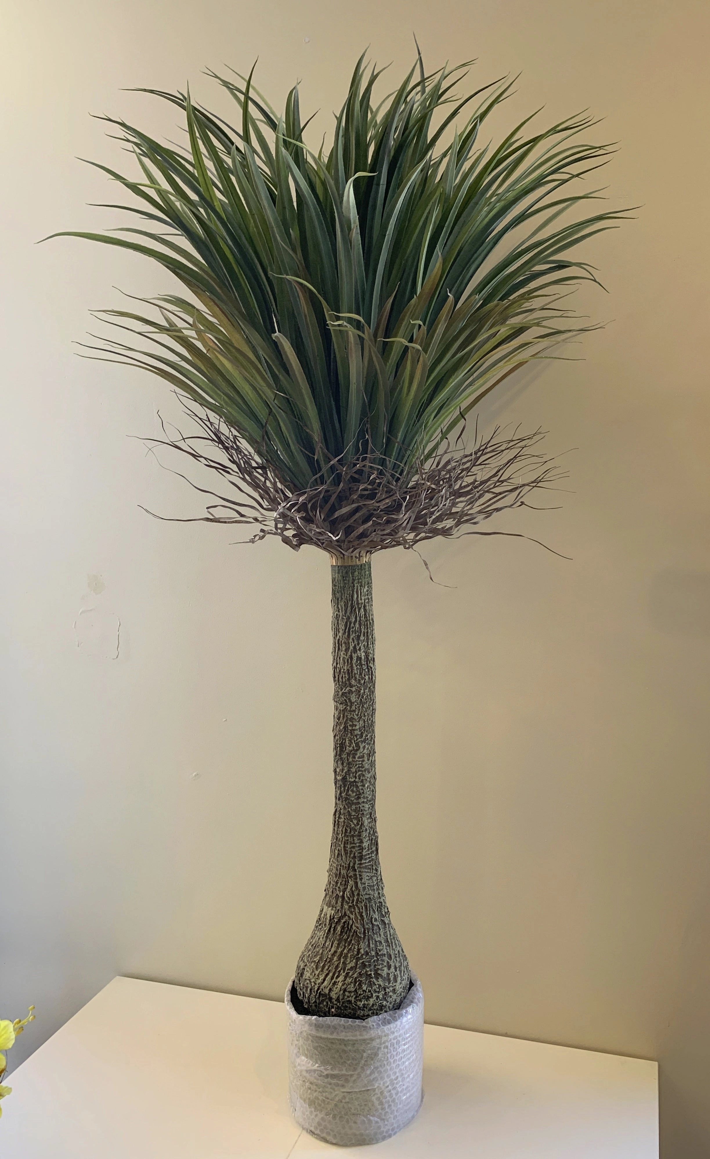 T0151 Dragon Palm / Ponytail Palm (Dracaena Draco) 150cm