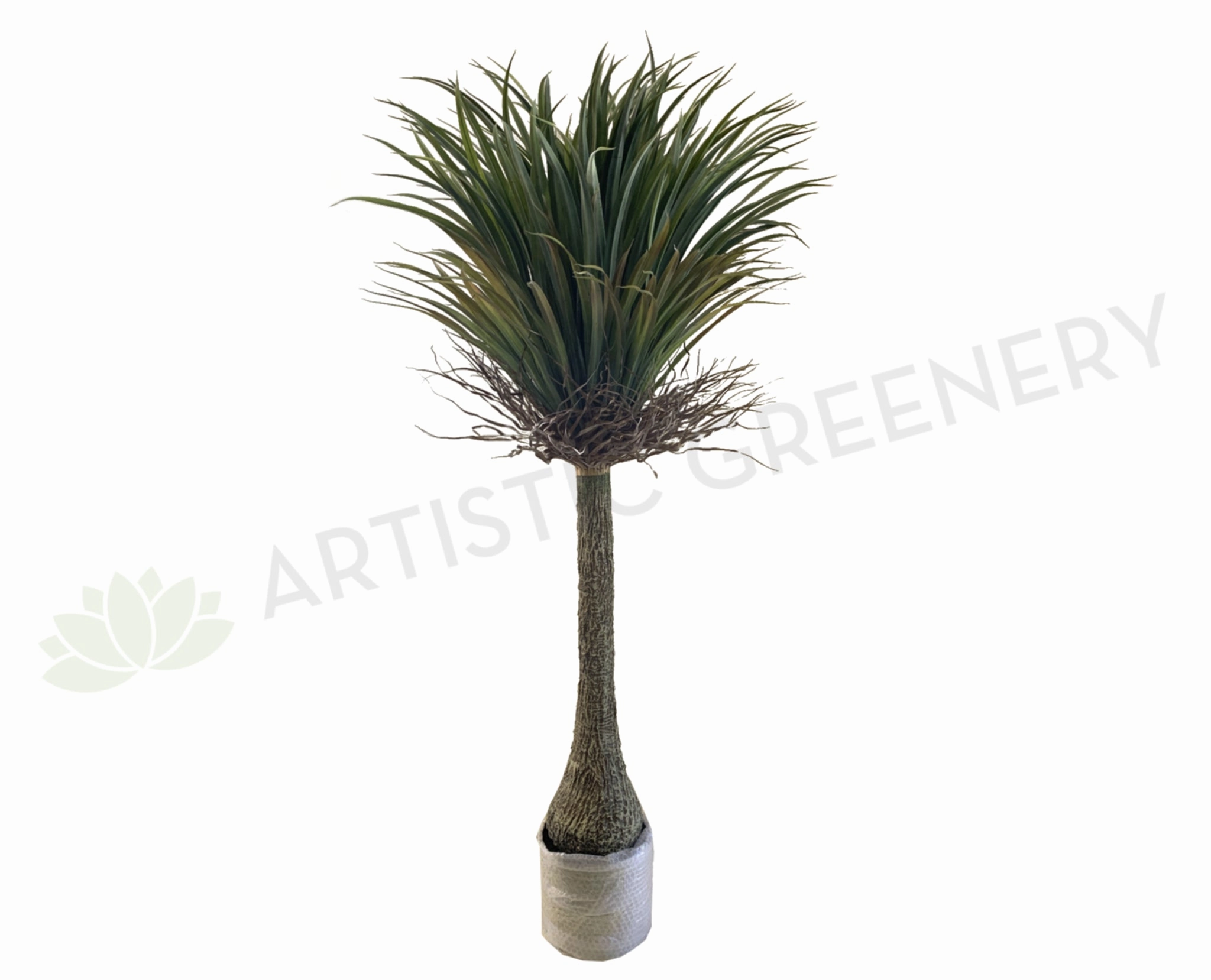 T0151 Dragon Palm / Ponytail Palm (Dracaena Draco) 150cm sun perennial  