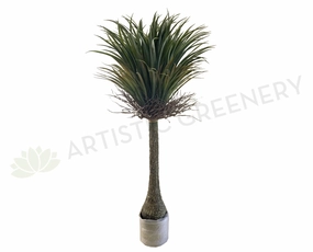 T0151 Dragon Palm / Ponytail Palm (Dracaena Draco) 150cm sun perennial  