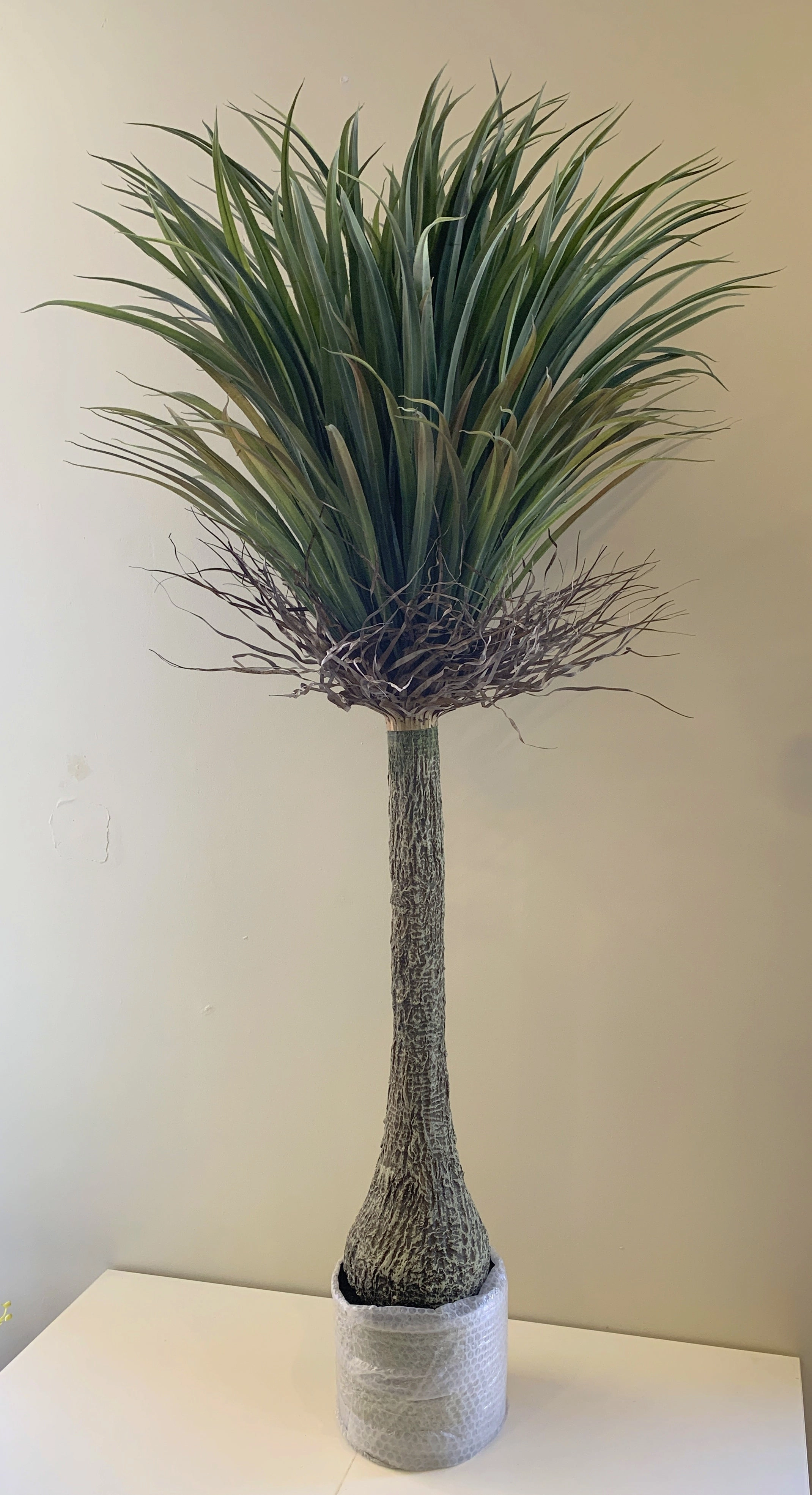 T0151 Dragon Palm / Ponytail Palm (Dracaena Draco) 150cm