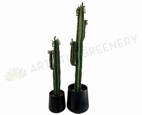 T0153 Prickly Finger Cactus 3 Sizes 180 / 140 / 100cm sun perennial  