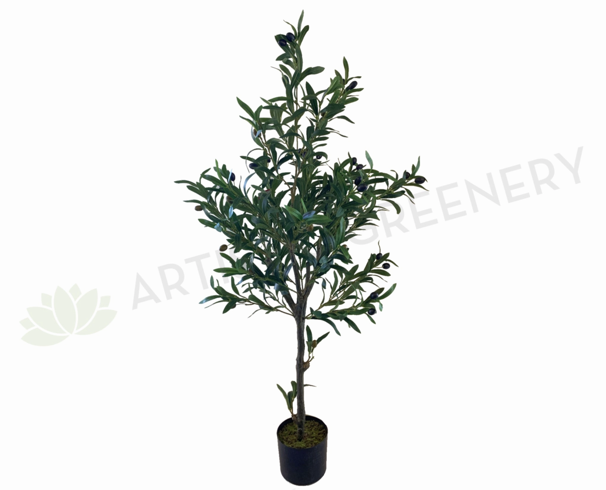 T0156 Olive Tree with Black Olives 120cm sun perennial  