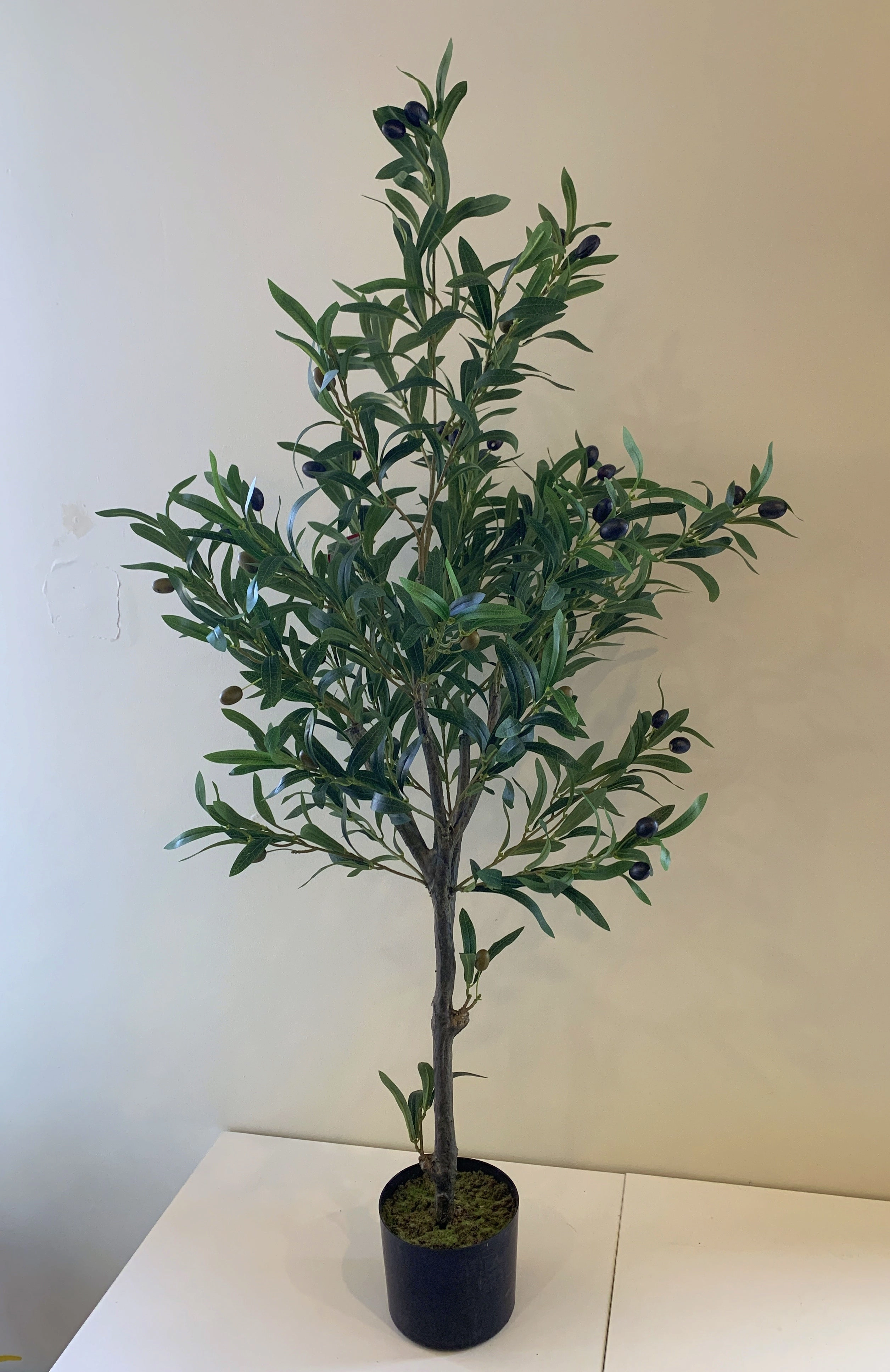 T0156 Olive Tree with Black Olives 120cm