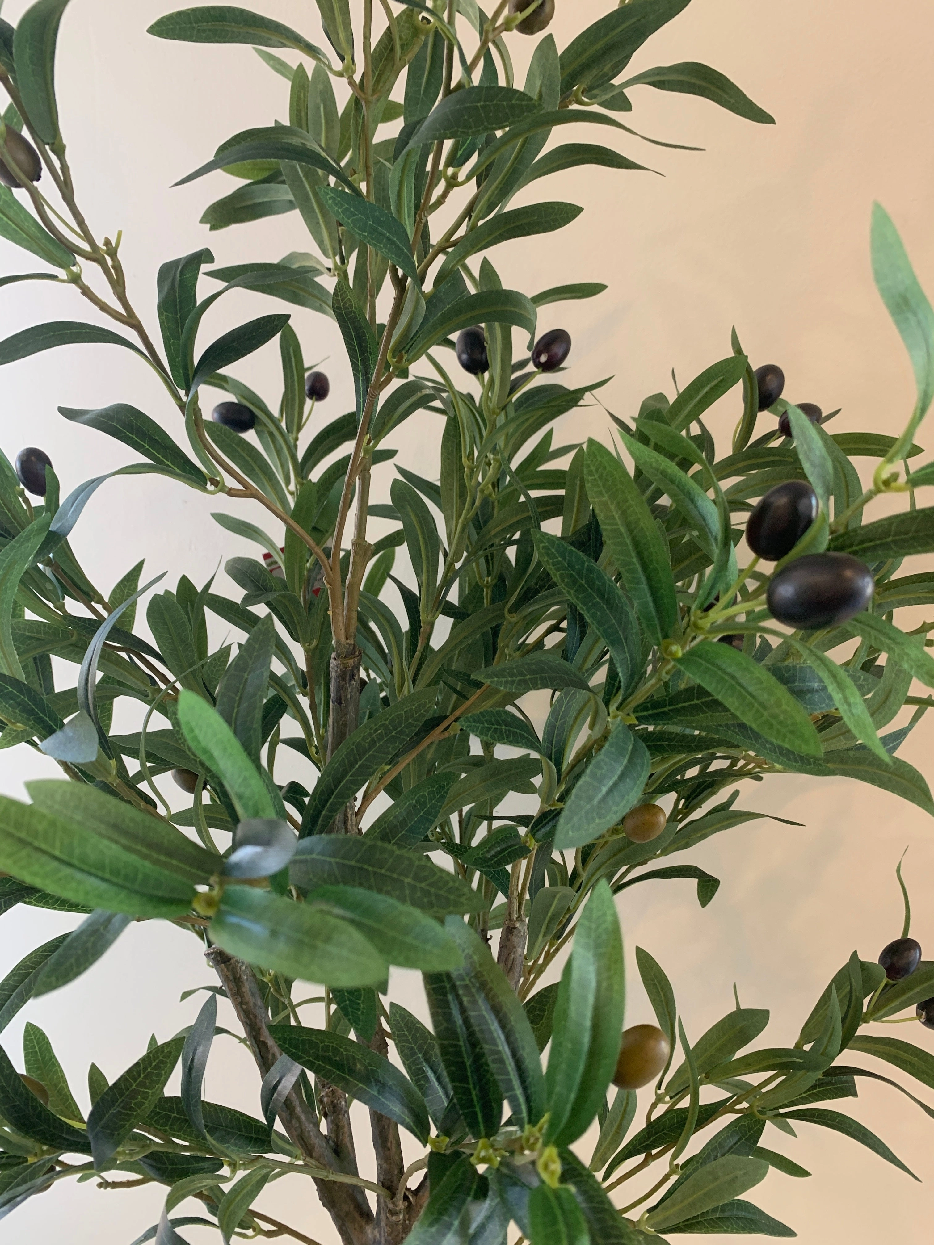 T0156 Olive Tree with Black Olives 120cm
