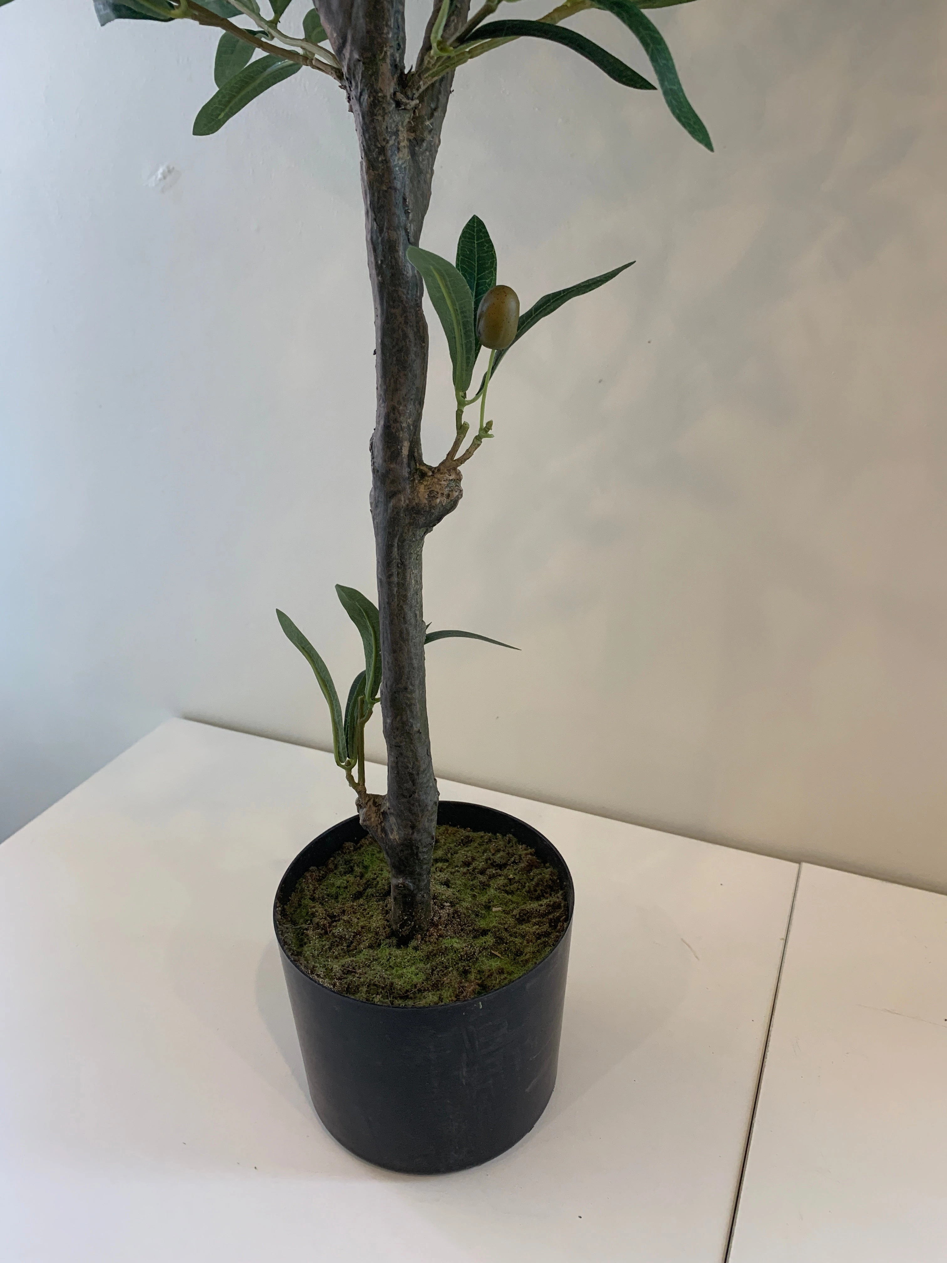 T0156 Olive Tree with Black Olives 120cm