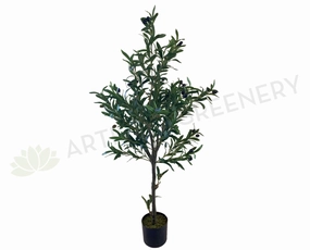 T0156 Olive Tree with Black Olives 120cm sun perennial  