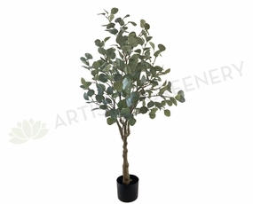T0157 Eucalyptus Polyanthemos 120cm indoor houseplants  